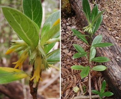 Geniostoma hedyosmifolium