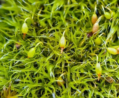 Grimmia trichophylla