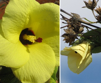 Hibiscus tiliaceus