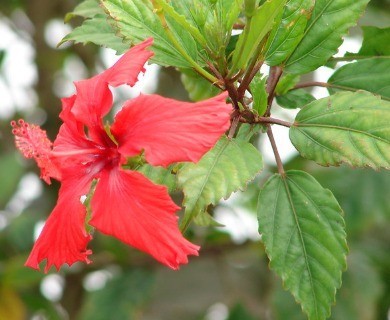 Hibiscus ×rosa-sinensis