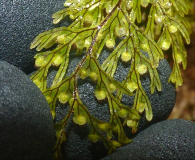 Hymenophyllum lanceolatum