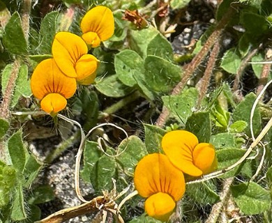 Lotus subbiflorus
