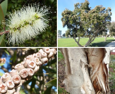 Melaleuca quinquenervia