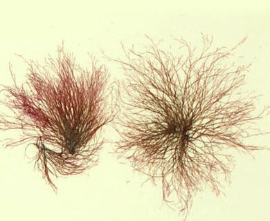Melanothamnus sphaerocarpus