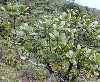 Melicope clusiifolia
