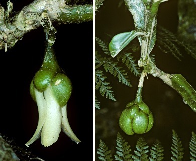 Melicope spathulata