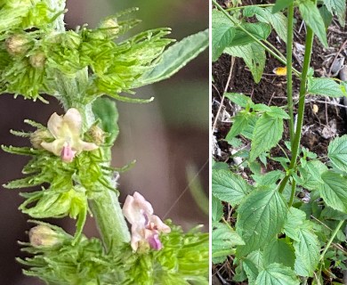 Mesosphaerum pectinatum