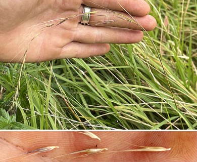 Microlaena stipoides
