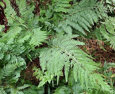 Microlepia setosa