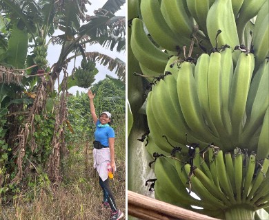 Musa ×paradisiaca