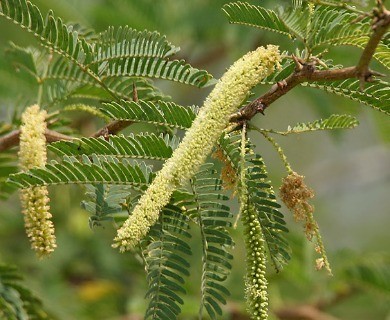 Neltuma juliflora