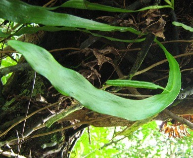 Ophioderma pendulum
