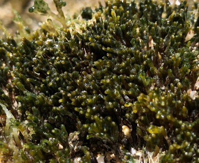 Palisada crustiformans