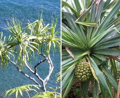 Pandanus tectorius