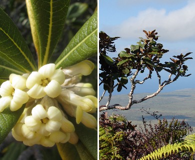 Pittosporum confertiflorum