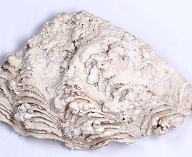 Porolithon onkodes