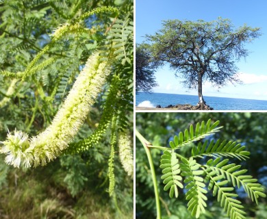 Prosopis pallida