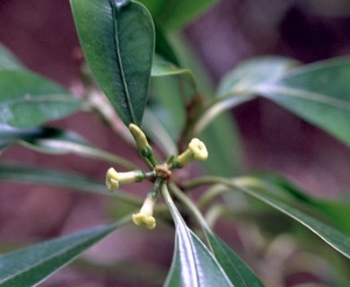 Pteralyxia kauaiensis