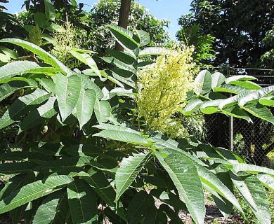 Rhus sandwicensis