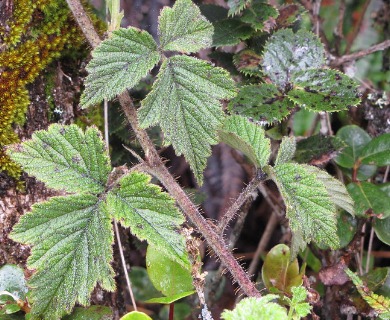 Rubus macraei