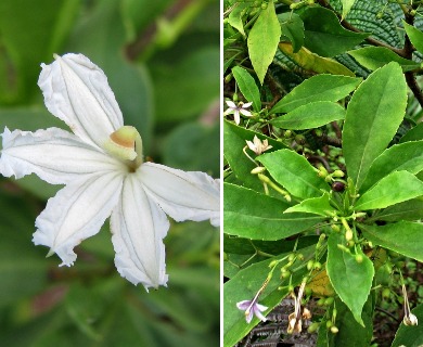 Scaevola gaudichaudiana