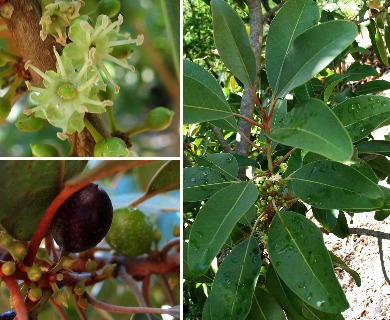 Sideroxylon polynesicum