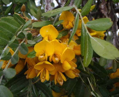 Sophora chrysophylla