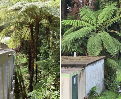 Sphaeropteris cooperi