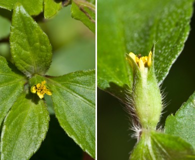 Synedrella nodiflora