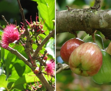 Syzygium malaccense