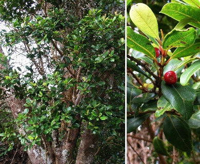 Syzygium sandwicense