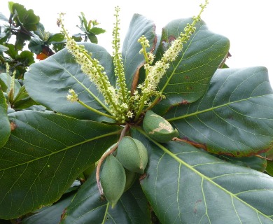 Terminalia catappa