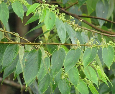 Trema orientale