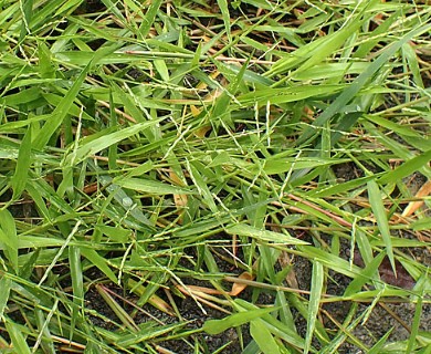 Urochloa distachyos