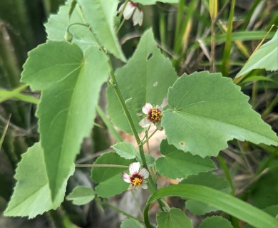 Abutilon incanum