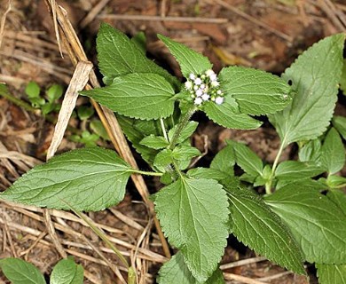 Ageratum conyzoides
