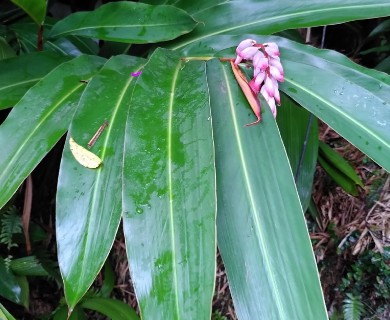 Alpinia zerumbet
