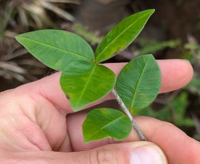 Alyxia stellata