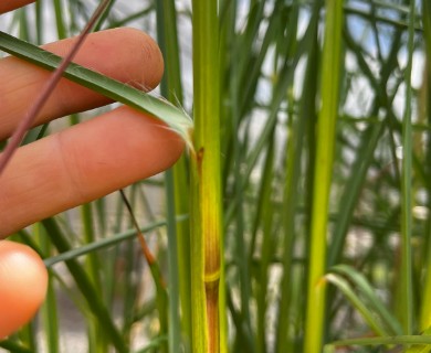 Anatherum bicorne