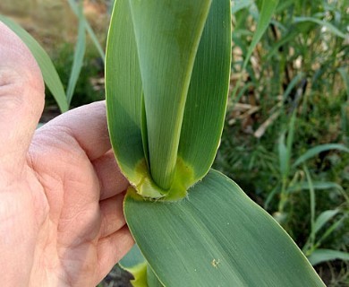 Arundo donax