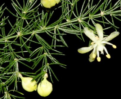 Asparagus setaceus