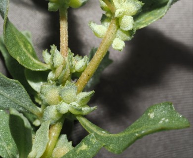 Atriplex muelleri
