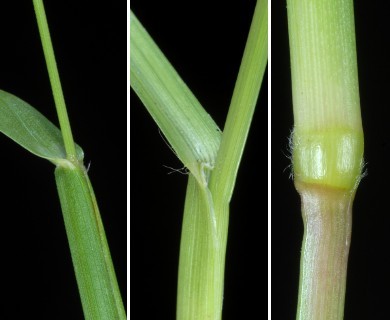 Axonopus fissifolius