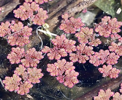 Azolla filiculoides