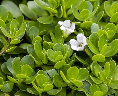 Bacopa monnieri