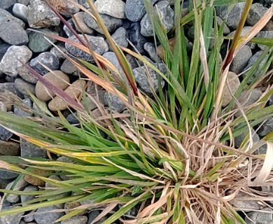 Bromus catharticus