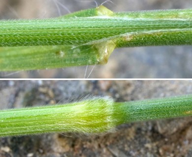 Bromus hordeaceus