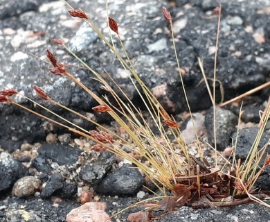 Bulbostylis capillaris