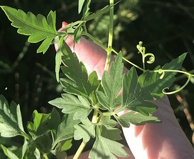 Cardiospermum halicacabum