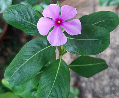 Catharanthus roseus
